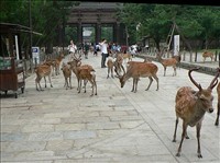 Nara Deer Park Nara Deer Park